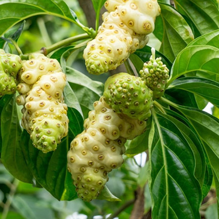 Noni fruit